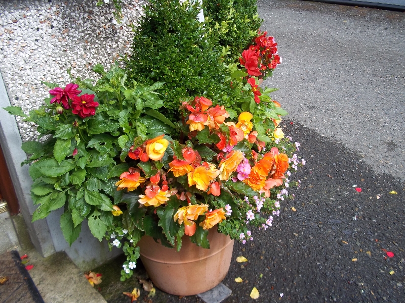 Hanging baskets & Window Boxes Cherry Cottage Nurseries & Garden