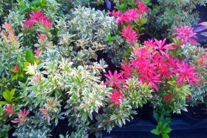 Shrubs 3 Cherry Cottage Garden Centre Ltd